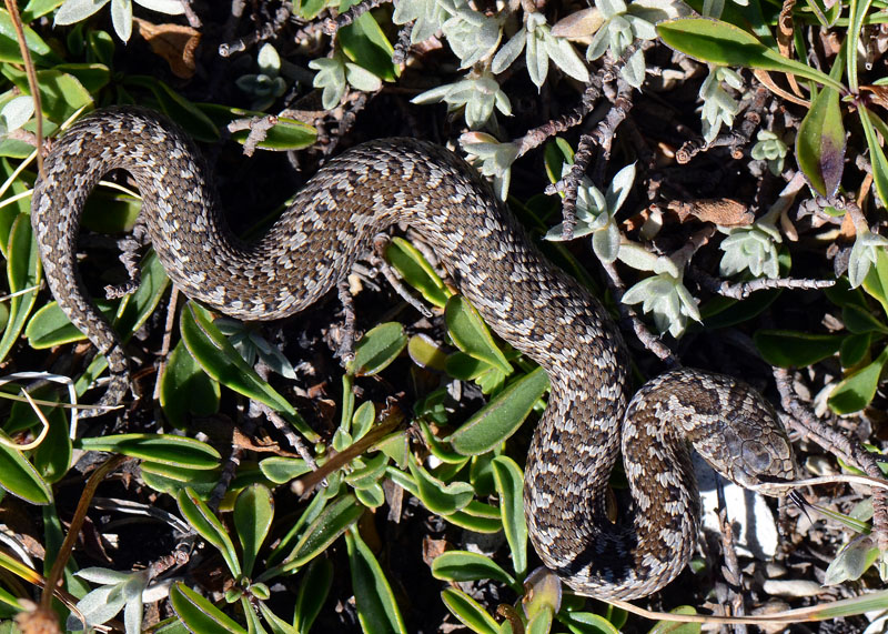 Una piccola Vipera ursinii